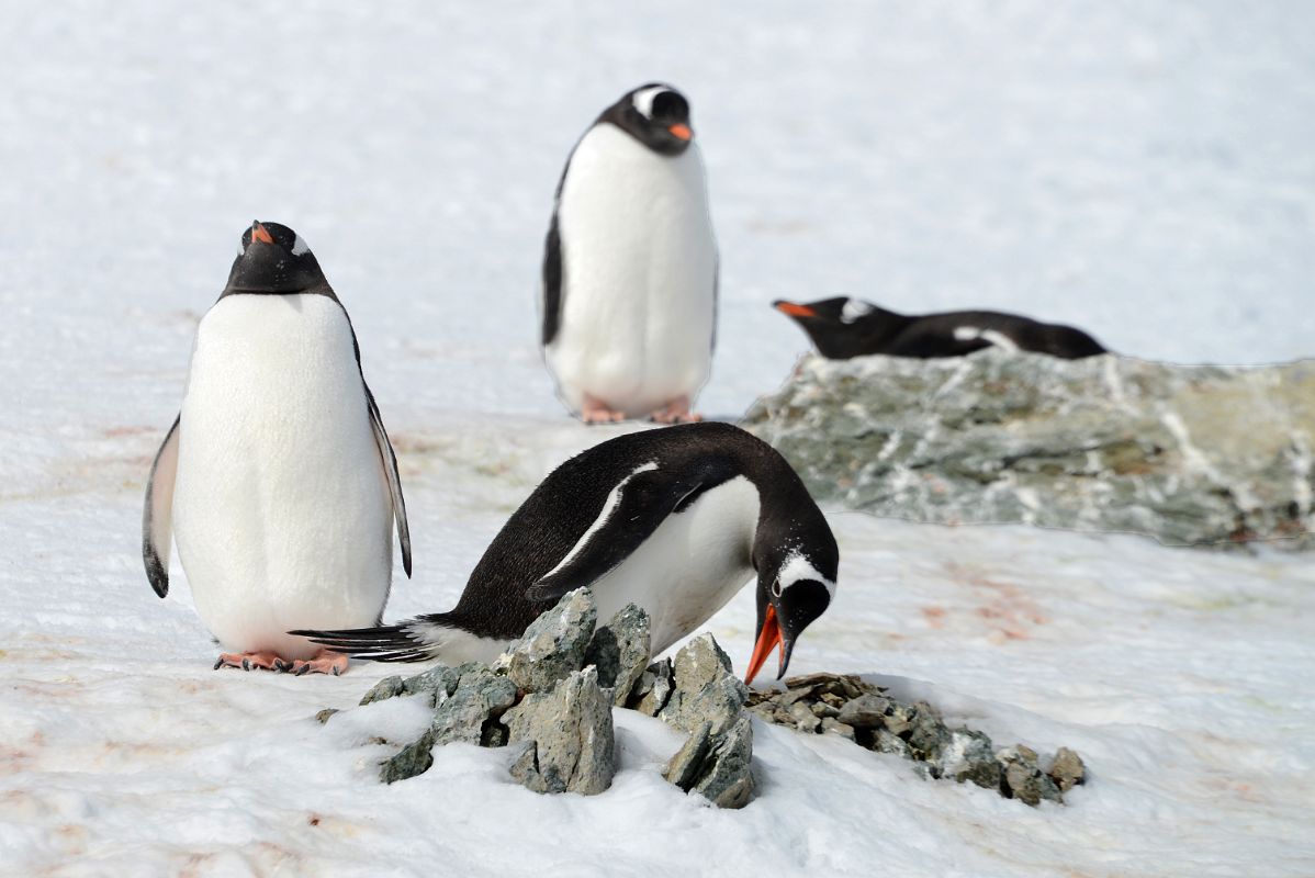 11D Gentoo Penguin Picking Up Small Rocks For Nest On Danco Island On Quark Expeditions Antarctica Cruise